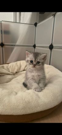 Süße weiße Katzenbabys/ Kitten