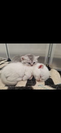 Süße weiße Katzenbabys/ Kitten