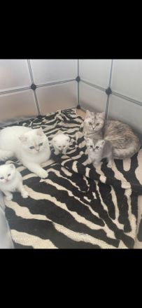 Süße weiße Katzenbabys/ Kitten