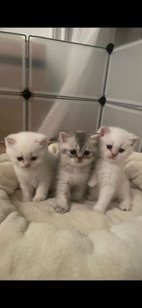 Süße weiße Katzenbabys/ Kitten