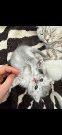 Süße weiße Katzenbabys/ Kitten