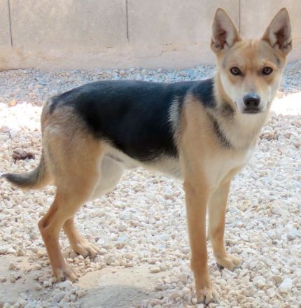 Manto, Murdock, Mateo, Marshal und Mash; Mischlinge