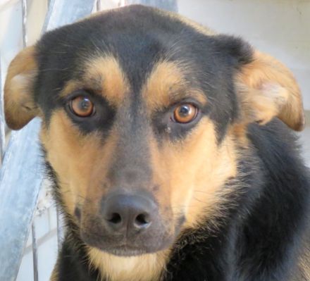 Manto, Murdock, Mateo, Marshal und Mash; Mischlinge