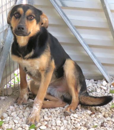 Manto, Murdock, Mateo, Marshal und Mash; Mischlinge