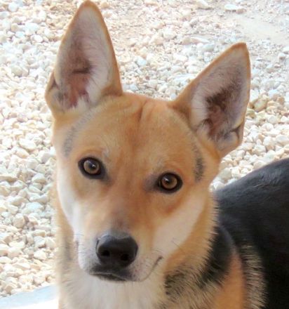 Manto, Murdock, Mateo, Marshal und Mash; Mischlinge