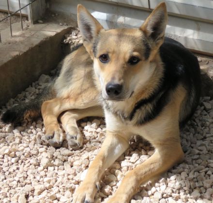 Manto, Murdock, Mateo, Marshal und Mash; Mischlinge