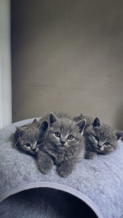 BKH Kitten Reinrassig Grau Britisch Kurzhaar