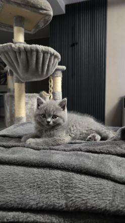 BKH Kitten Reinrassig Grau Britisch Kurzhaar