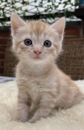 BKH kitten. Katzen suchen noch liebevolle zu Hause