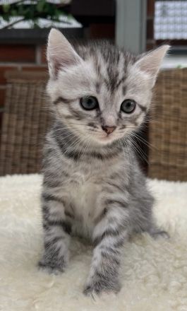 BKH kitten. Katzen suchen noch liebevolle zu Hause