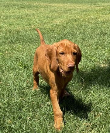 Magyar Vizsla Drahthaar Welpen