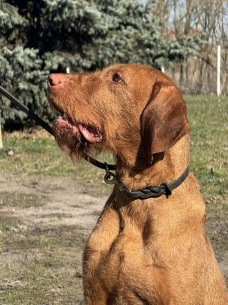 Magyar Vizsla Drahthaar Rüde