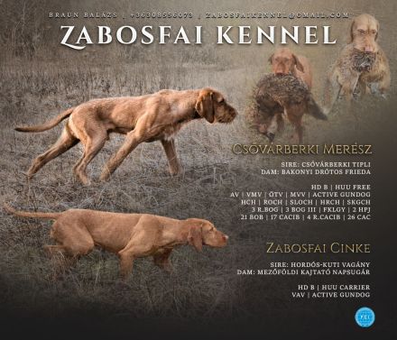 Magyar Vizsla Drahthaar Welpen