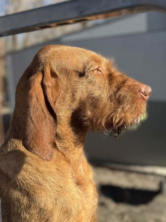 Magyar Vizsla Drahthaar Rüde