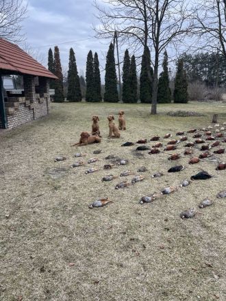 Magyar Vizsla Drahthaar Welpen