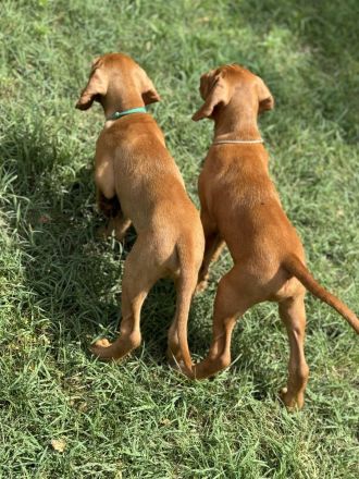 Magyar Vizsla Drahthaar Welpen