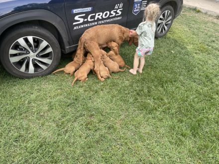 Magyar Vizsla Drahthaar Welpen