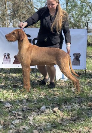 Magyar Vizsla Drahthaar Rüde