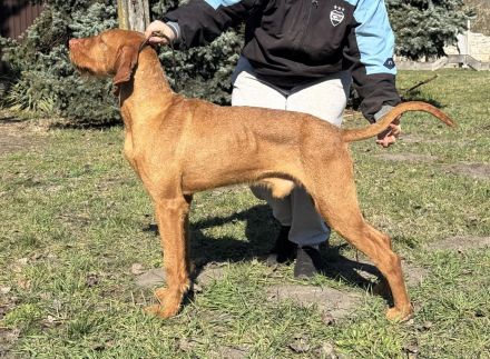 Magyar Vizsla Drahthaar Rüde