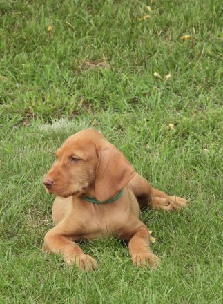 Magyar Vizsla Drahthaar Welpen