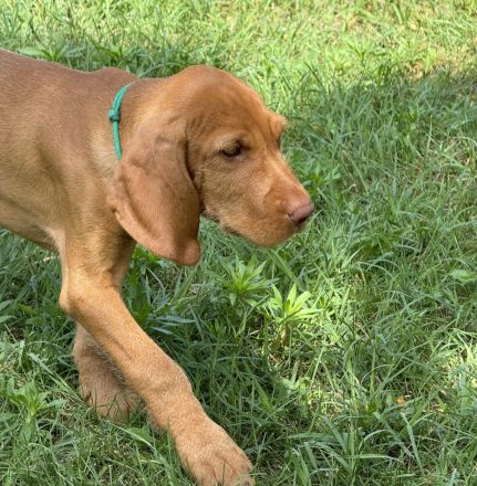 Magyar Vizsla Drahthaar Welpen