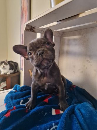 Französische Bulldoggen