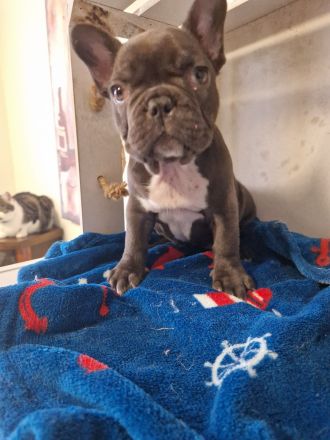 Französische Bulldoggen