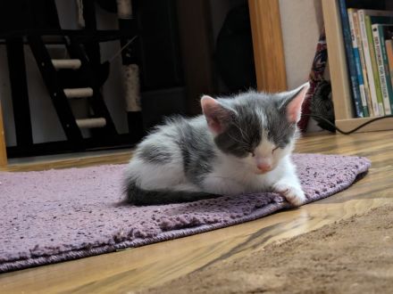 Mainecoon Norweger Mix