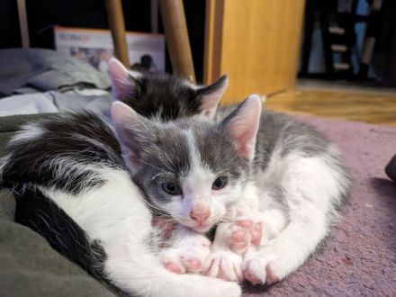 Mainecoon Norweger Mix