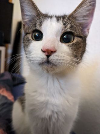 Mainecoon Norweger Mix