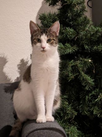 Mainecoon Norweger Mix