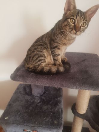 Junger schön getigerter Kater