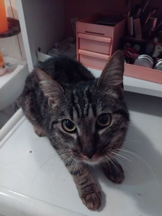 Junger schön getigerter Kater