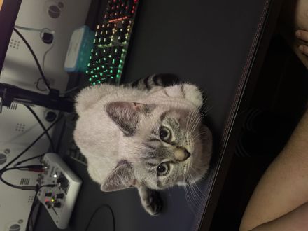 Süßer BKH 4monate inkl. Ausstattung