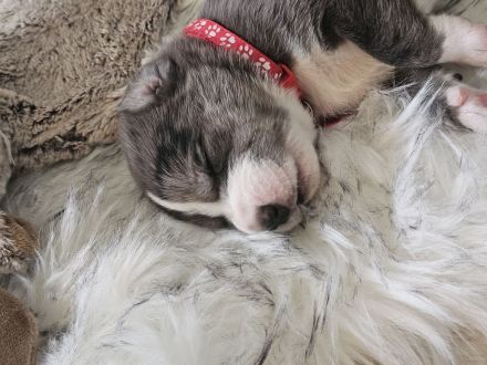 Berner Dane Welpen, ab jetzt besuchen!