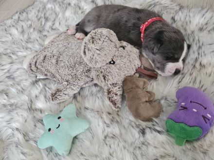 Berner Dane Welpen, ab jetzt besuchen!