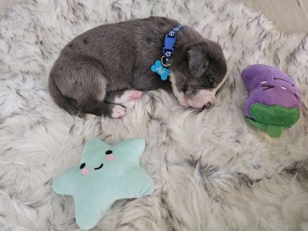 Berner Dane Welpen, ab jetzt besuchen!