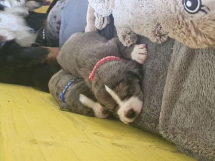 Berner Dane Welpen, ab jetzt besuchen!