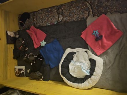 Berner Dane Welpen, ab jetzt besuchen!