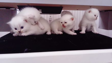 BKH Kitten mit der Farbe Silver Shell Point, blaue Augen
