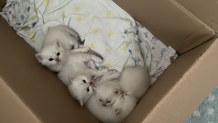 BKH Kitten mit der Farbe Silver Shell Point, blaue Augen