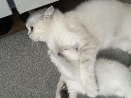 BKH Kitten mit der Farbe Silver Shell Point, blaue Augen