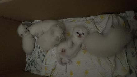 BKH Kitten mit der Farbe Silver Shell Point, blaue Augen