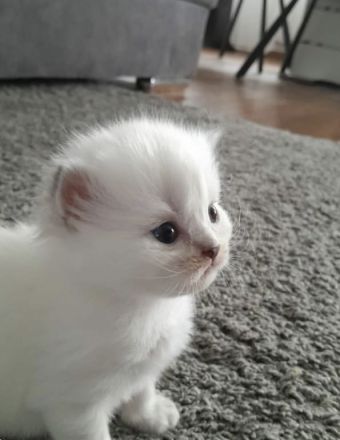 BKH Kitten mit der Farbe Silver Shell Point, blaue Augen