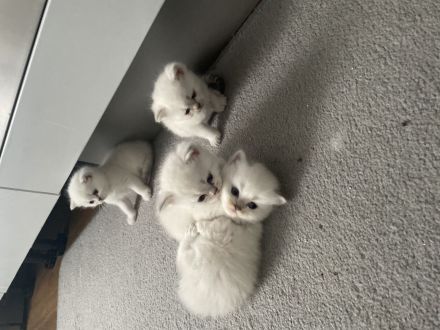 BKH Kitten mit der Farbe Silver Shell Point, blaue Augen