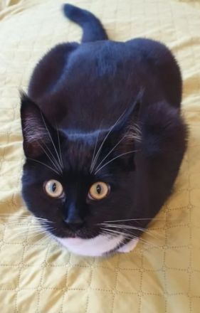 Maine Coon Mix junge Katzen