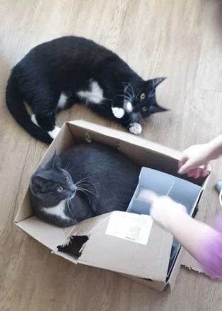 Maine Coon Mix junge Katzen