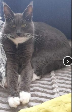 Maine Coon Mix junge Katzen