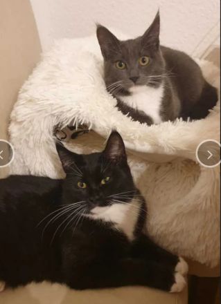 Maine Coon Mix junge Katzen