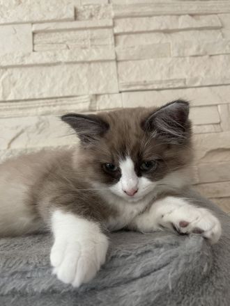 Ragdoll Kitten suchen ein liebevolles Zuhause